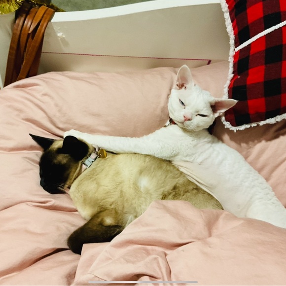 Meet your Posher, Eva - Picture 9 of 13